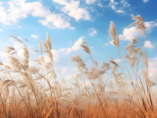 Obraz premium Dry wheat field and sky