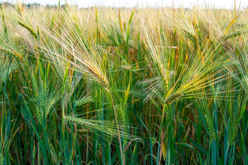 green ears of immature barley against a blue sky, selective focus