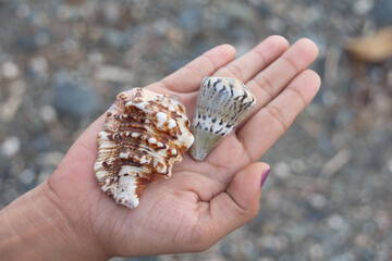 Seashells on the palm against a background of pebbles