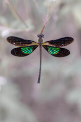 butterfly on a leaf