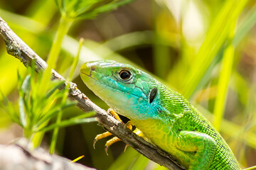 green lizard enjoying hot sun