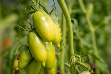 Red, ripe and green large tomatoes on a bush in a greenhouse. Tomatoes in a greenhouse. Plantation of tomatoes. Organic farming, growth of young tomato plants in a greenhouse.