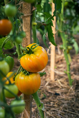 Red, ripe and green large tomatoes on a bush in a greenhouse. Tomatoes in a greenhouse. Plantation of tomatoes. Organic farming, growth of young tomato plants in a greenhouse.
