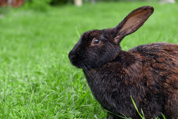 Black rabbit on green grass eat grass. Rabbit with big ears walking in the garden on the lawn. There is a free space for texter in the photo.