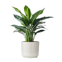 Potted exotic house plant isolated
