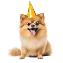 Obraz premium Fluffy dog with birthday cap isolated