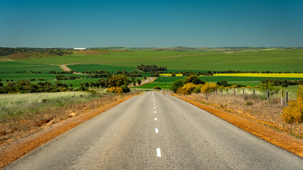 Fototapeta na wymiar Picturesque road through the fields of wheat and canola in rural Western Australia