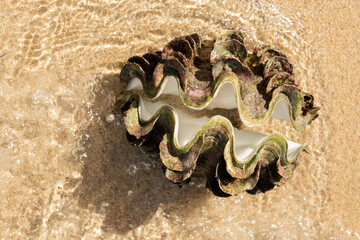 Urlaub in Thailand, Riesenmuschel big Tridacna, am Strand vom Golf of Thailand.