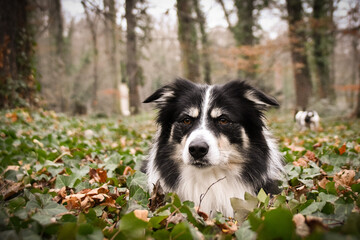 Autumn portrait of border collie in leaves. He is so cute in the leaves. He has so lovely face.