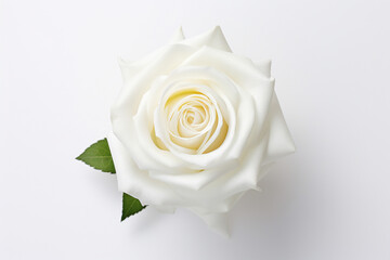 wedding white rose decoration style of minimalistic modern, joyful and optimistic, crisp and clean look