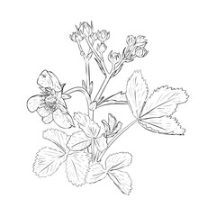 Strawberry bush on branches, berries, flowers and leaves. Vector illustration drawn by hand. Sketch for design of packaging, labels, decor, paper materials and logo