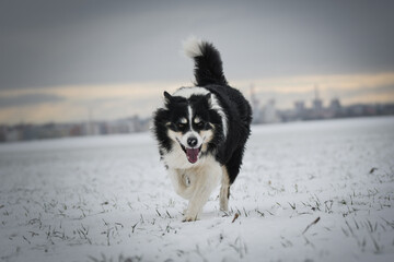 Border collie is running through a garden in the snow. Winter fun in the snow.