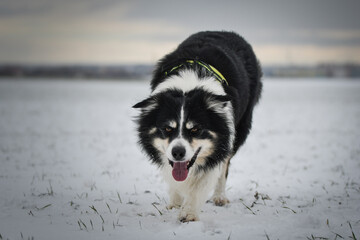 Border collie is running through a garden in the snow. Winter fun in the snow.