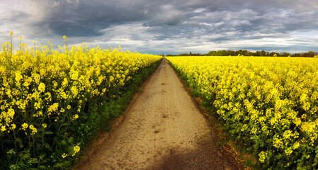 Small Dirt Road through Fields of Oilseed Rape in Bloom, Spring Landscape under dark Sky