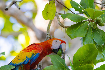 Scarlet macaw (Ara macao) feeding on an almond on a tree in Costa Rica.
