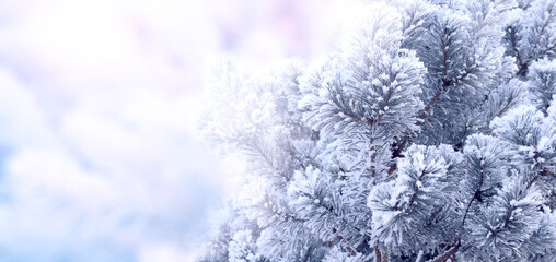 Horizontal Christmas banner with branch of pine-tree (Scotch fir) on abstract backdrop. Holiday xmas background with fir tree. Copy space for text. Photo toned in pink and blue color