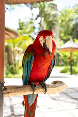 Portrait of colourful Scarlet Macaw parrot in Indonesia zoo