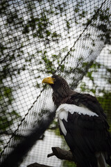 Zoos portrait of bird who is sittig on rock. They are amazing animal. And they are looking so good.