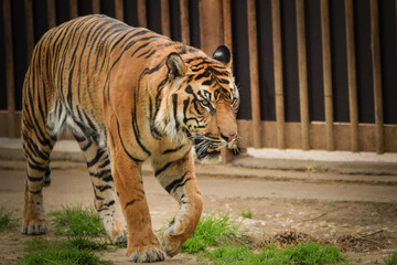 Asian tiger is going in zoo habitat. He is waiting for animal caretaker.