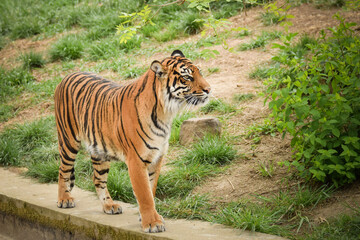 Asian tiger is going in zoo habitat. He is waiting for animal caretaker.