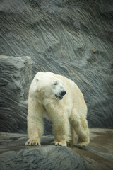 Polar bear at the zoo. An animal in captivity. Northern Bear.