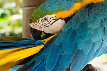  Blue-and-yellow macaw closeup Ara ararauna, exotic bird. 