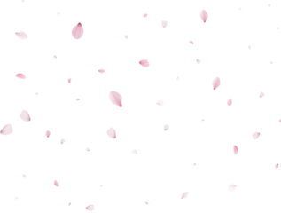 Sakura flying petals, romantic background.