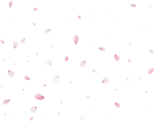 Sakura flying petals, romantic background.