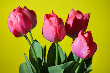 bouquet of tulips