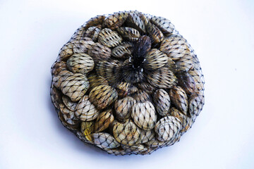 Lupine clams in black sales packaging