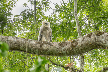 Harpy eagle (Harpia harpyja), Captive animal, Panama Central America Venezuela.