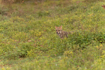 Golden jackal in the warm light of the early morning