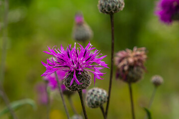 Centaurea scabiosa subsp. apiculata, Centaurea apiculata, Compositae. Wild plant shot in summer