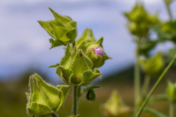 Obraz premium Flower close-up of Malva alcea greater musk, cut leaved, vervain or hollyhock mallow, on soft blurry green grass background