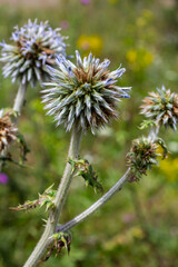 Close up selective focus of Great globe thistle, known as Echinops sphaerocephalus and Glandular globe thistle