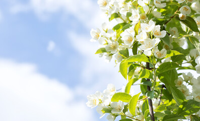 Flowering shrub mock orange, white flowers close-up against the sky.