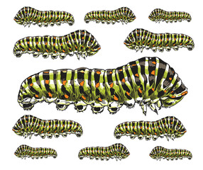 hand drawn  caterpillar insecta color