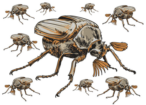 hand drawn MayBug insecta color