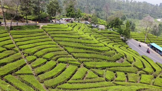 The Esteemed Lady Of The Tea Garden stock.adobe.com