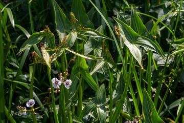 Closeup of arrowhead flower. Sagittaria sagittifolia plant