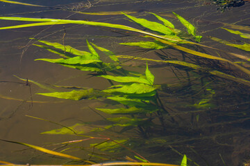 Aquatic plants. Freshwater algae background. Photographer's shadow. Ecological concept. Blur under water
