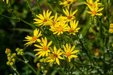 Yellow flowers of Senecio vernalis closeup on a blurred green background. Selective focus