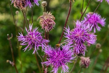 Fototapeta premium Centaurea scabiosa subsp. apiculata, Centaurea apiculata, Compositae. Wild plant shot in summer