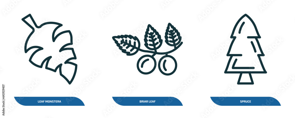 Poster set of 3 linear icons from nature concept. outline icons such as leaf monstera, briar leaf, spruce v