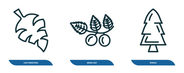 set of 3 linear icons from nature concept. outline icons such as leaf monstera, briar leaf, spruce vector