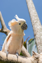Pink cacatua bird in Bali zoo portrait. 