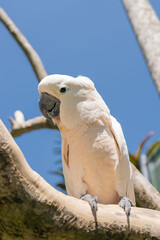 Pink cacatua bird in Bali zoo portrait. 