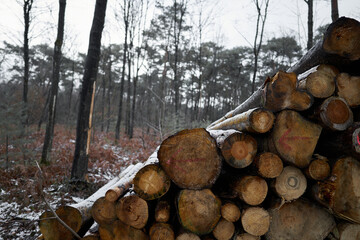 Forest With Tree Trunks