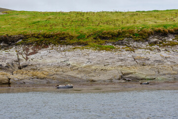 gray seal, Halichoerus grypus, Portmagee, Ring of Kerry, County Kerry, Ireland, United Kingdom