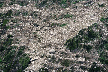 Sceilg Bheag , Skellig Rock Small, Ireland, United Kingdom